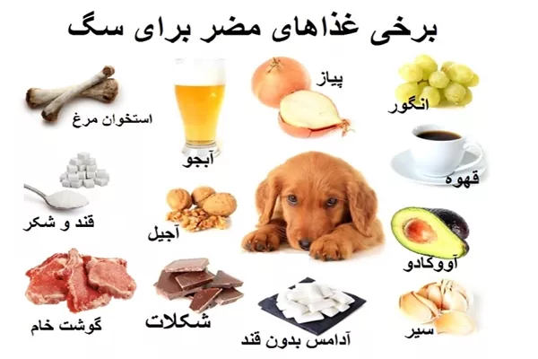 غذاهای ممنوعه برای سگ