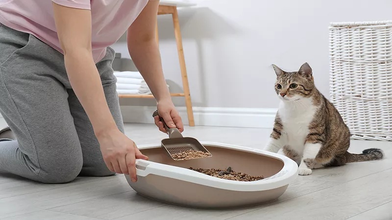 آموزش دستشویی به گربه