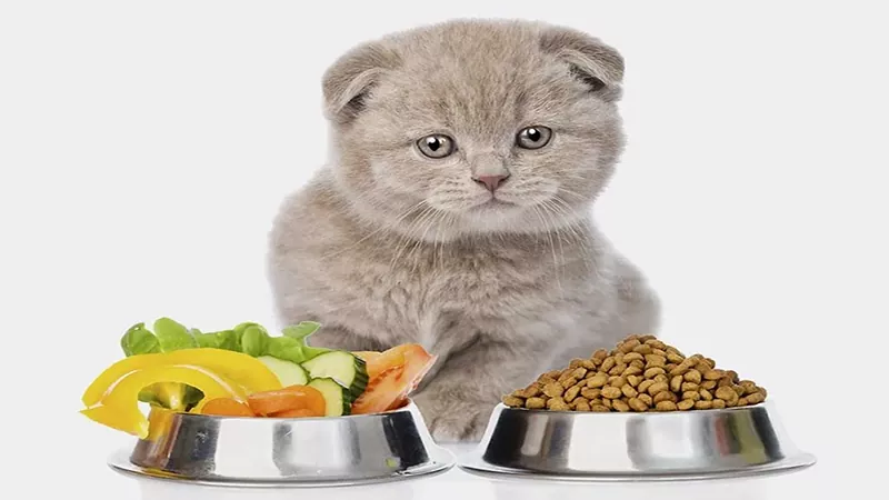 غذای گربه