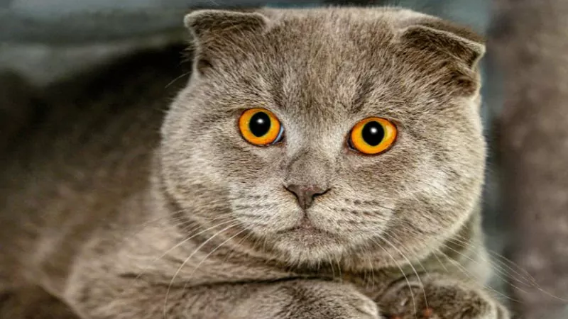 غذای گربه اسکاتیش